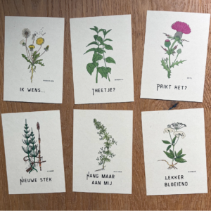 ansichtkaart paardenbloem, ik wens